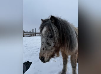 Welsh A (Mountain Pony), Stallion, 2 years, 10,2 hh, Leopard-Piebald