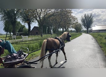 Welsh A (Mountain Pony), Stallion, 2 years, 11.2 hh, Chestnut-Red