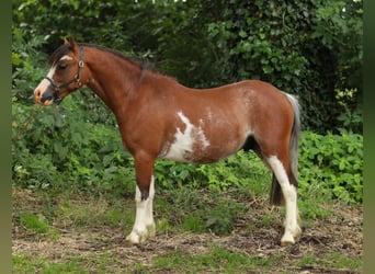 Welsh A (Mountain Pony), Stallion, 2 years, 11,1 hh, Brown