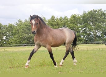 Welsh A (Mountain Pony), Stallion, 2 years, 11,1 hh, Roan-Bay