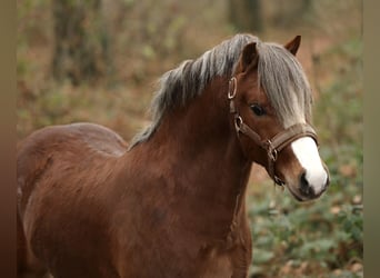 Welsh A (Mountain Pony), Stallion, 2 years, 11,2 hh, Chestnut-Red