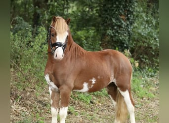 Welsh A (Mountain Pony), Stallion, 2 years, 11,2 hh, Chestnut-Red