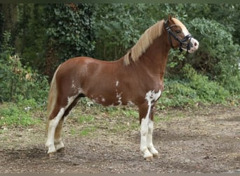 Welsh A (Mountain Pony), Stallion, 2 years, 11,2 hh, Chestnut-Red