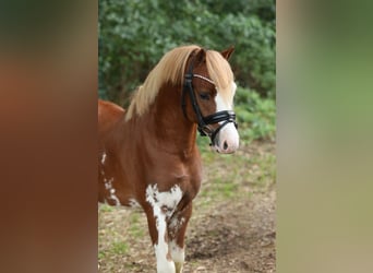 Welsh A (Mountain Pony), Stallion, 2 years, 11,2 hh, Chestnut-Red