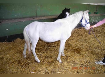 Welsh A (Mountain Pony), Stallion, 2 years, Cremello