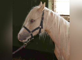 Welsh A (Mountain Pony), Stallion, 2 years, Palomino