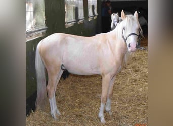 Welsh A (Mountain Pony), Stallion, 2 years, Palomino