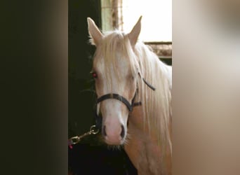 Welsh A (Mountain Pony), Stallion, 2 years, Palomino