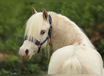 Welsh A (Mountain Pony), Stallion, 3 years, 10.2 hh, Palomino