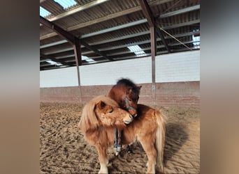 Welsh A (Mountain Pony) Mix, Stallion, 3 years, 11.1 hh, Brown