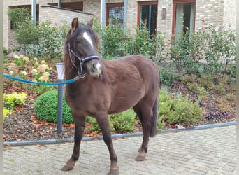 Welsh A (Mountain Pony) Mix, Stallion, 3 years, 11.1 hh, Brown