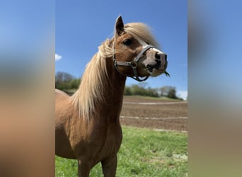 Welsh A (Mountain Pony), Stallion, 3 years, 11.1 hh, Chestnut-Red Welsh A (Mountain Pony), Stallion, 3 years, 11.1 hh, Chestnut-Red