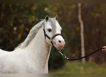 Welsh A (Mountain Pony), Stallion, 3 years, 11.1 hh, Grey