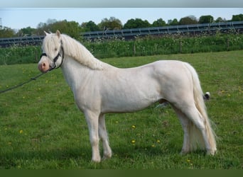 Welsh A (Mountain Pony), Stallion, 3 years, 11.2 hh, Cremello