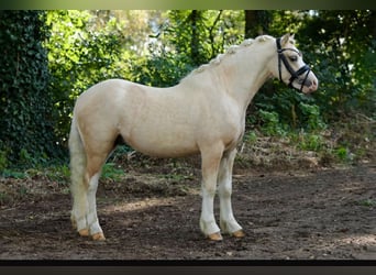 Welsh A (Mountain Pony), Stallion, 3 years, 11.2 hh, Palomino