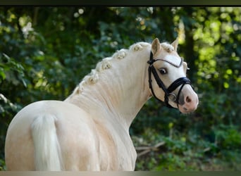 Welsh A (Mountain Pony), Stallion, 3 years, 11.2 hh, Palomino