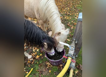 Welsh A (Mountain Pony), Stallion, 3 years, 11.2 hh, Palomino