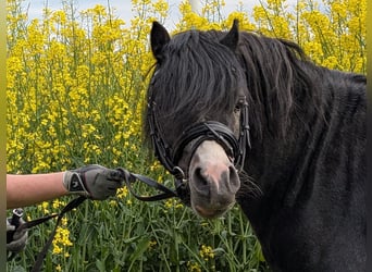 Welsh A (Mountain Pony), Stallion, 3 years, 11,1 hh, Black