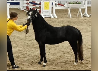 Welsh A (Mountain Pony), Stallion, 3 years, 11,1 hh, Can be white