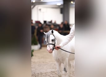Welsh A (Mountain Pony), Stallion, 3 years, 11,1 hh, Grey