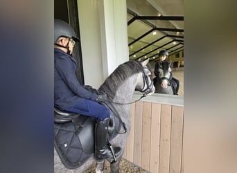 Welsh A (Mountain Pony), Stallion, 3 years, 12 hh, Gray