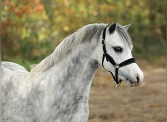 Welsh A (Mountain Pony), Stallion, 3 years, 12 hh, Grey
