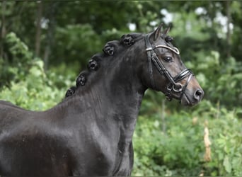 Welsh A (Mountain Pony), Stallion, 3 years, 12,1 hh, Smoky-Black