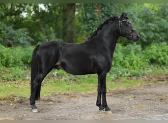 Welsh A (Mountain Pony), Stallion, 3 years, 12,1 hh, Smoky-Black