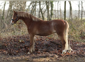 Welsh A (Mountain Pony), Stallion, 3 years, 13 hh, Chestnut-Red