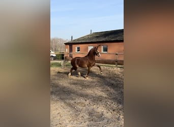 Welsh A (Mountain Pony), Stallion, 3 years, 13 hh, Chestnut-Red