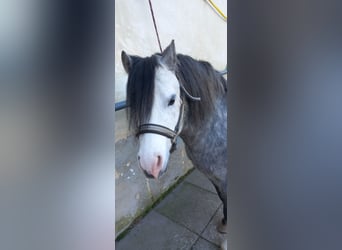 Welsh A (Mountain Pony), Stallion, 4 years, 11 hh, Grey-Blue-Tan