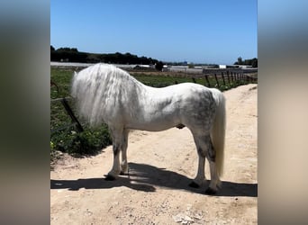 Welsh A (Mountain Pony), Stallion, 5 years, 10,2 hh, Grey