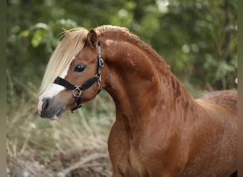 Welsh A (Mountain Pony), Stallion, 6 years, 11.1 hh, Chestnut-Red