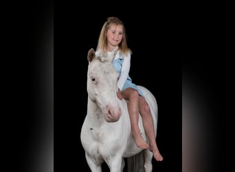 Welsh A (Mountain Pony), Stallion, 8 years, 11 hh, Grey