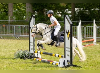 Welsh A (Mountain Pony), Stallion, 9 years, 11 hh, Cremello