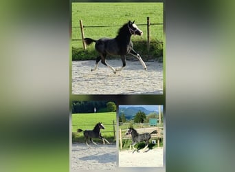 Welsh A (Mountain Pony), Stallion, Foal (05/2025), 11.2 hh, Grey