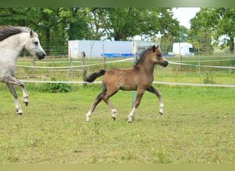 Welsh A (Mountain Pony), Stallion, Foal (04/2026), 11.2 hh, Grey