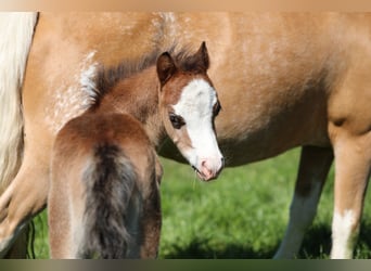 Welsh A (Mountain Pony), Stallion, , 11,2 hh, Brown-Light