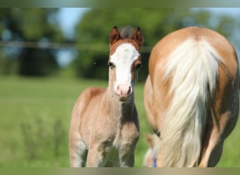 Welsh A (Mountain Pony), Stallion, , 11,2 hh, Brown-Light