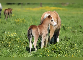 Welsh A (Mountain Pony), Stallion, , 11,2 hh, Brown-Light