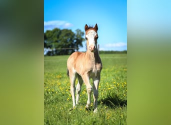 Welsh A (Mountain Pony), Stallion, , 11,2 hh, Brown-Light