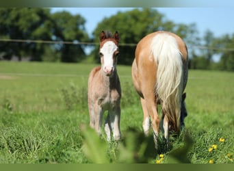 Welsh A (Mountain Pony), Stallion, , 11,2 hh, Brown-Light