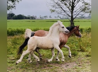 Welsh A (Mountain Pony), Stallion, Foal (04/2025), 11,2 hh, Brown