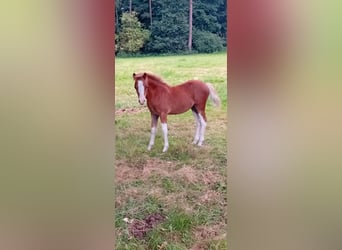 Welsh A (Mountain Pony), Stallion, Foal (04/2025), 11,2 hh, Chestnut-Red