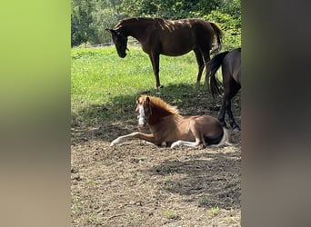 Welsh A (Mountain Pony), Stallion, Foal (03/2025), 11,2 hh, Chestnut-Red