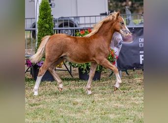 Welsh A (Mountain Pony), Stallion, Foal (04/2025), 11,2 hh, Chestnut-Red