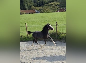 Welsh A (Mountain Pony), Stallion, Foal (05/2025), 11,2 hh, Grey
