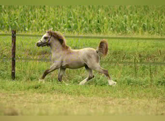 Welsh A (Mountain Pony), Stallion, Foal (03/2025), 11,2 hh, Grey