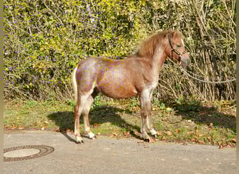 Welsh A (Mountain Pony), Stallion, Foal (03/2025), 11,2 hh, Roan-Red