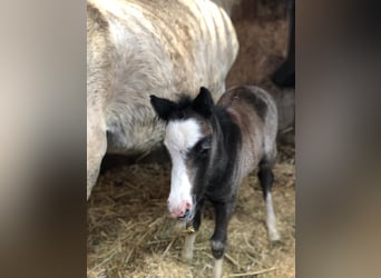 Welsh A (Mountain Pony), Stallion, , 12 hh, Gray